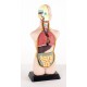 Anatomical Torso Half Size